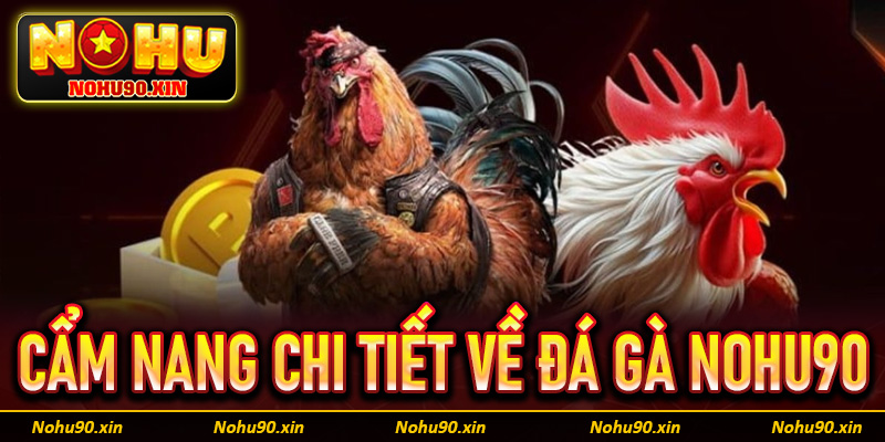 Cẩm nang chi tiết về đấu trường cá cược đá gà Nohu90